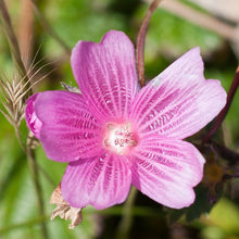 Load image into Gallery viewer, Close-up of the showy pink flower of Rose Checkermallow (Sidalcea malviflora). One of 100+ species of Pacific Northwest native plants available at Sparrowhawk Native Plants, Native Plant Nursery in Portland, Oregon.