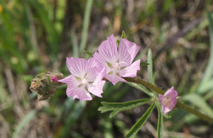 Power-pink flowers of Rose Checkermallow (Sidalcea malviflora) bloom along the stem. One of 100+ species of Pacific Northwest native plants available at Sparrowhawk Native Plants, Native Plant Nursery in Portland, Oregon.