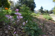 Load image into Gallery viewer, Rose Checkermallow (Sidalcea malviflora) blooming in a habitat garden. One of 100+ species of Pacific Northwest native plants available at Sparrowhawk Native Plants, Native Plant Nursery in Portland, Oregon.
