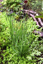 Load image into Gallery viewer, Growth habit of mature blue-eyed grass (Sisyrinchium idahoense) in the habitat garden. Another stunning Northwest Native Plant available at Sparrowhawk Native Plants Nursery in Portland, Oregon.