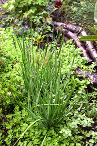 Growth habit of mature blue-eyed grass (Sisyrinchium idahoense) in the habitat garden. Another stunning Northwest Native Plant available at Sparrowhawk Native Plants Nursery in Portland, Oregon.