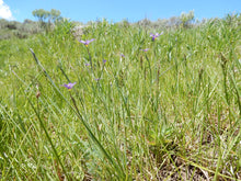 Load image into Gallery viewer, A meadow featuring flowering blue-eyed grass (Sisyrinchium idahoense) and native bunch grasses. Another stunning Northwest Native Plant available at Sparrowhawk Native Plants Nursery in Portland, Oregon.