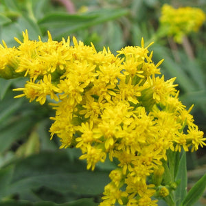 Closeup photo of the golden yellow flowers of goldenrod (Solidago canadensis, Solidago lepida, Solidago elongata). One of 100+ Oregon native plants sold by Sparrowhawk Native Plants