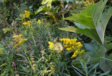 Load image into Gallery viewer, Golden yellow flowers of goldenrod (Solidago canadensis, Solidago lepida, Solidago elongata) intermixed with other native plants in a wild setting. One of 150+ Oregon native plants sold by Sparrowhawk Native Plants