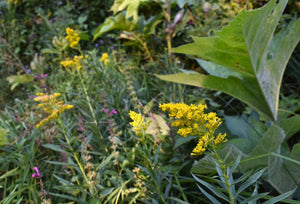 Golden yellow flowers of goldenrod (Solidago canadensis, Solidago lepida, Solidago elongata) intermixed with other native plants in a wild setting. One of 100+ Oregon native plants sold by Sparrowhawk Native Plants