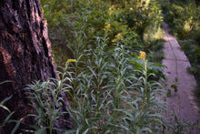 Load image into Gallery viewer, Golden yellow flowers of goldenrod (Solidago canadensis, Solidago lepida, Solidago elongata) beside a boardwalk. One of 100+ Oregon native plants sold by Sparrowhawk Native Plants