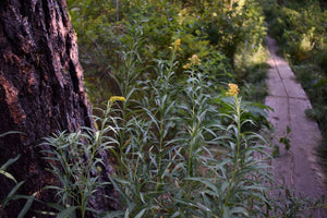 Golden yellow flowers of goldenrod (Solidago canadensis, Solidago lepida, Solidago elongata) beside a boardwalk. One of 150+ Oregon native plants sold by Sparrowhawk Native Plants