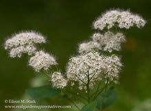 Load image into Gallery viewer, Close-up of birch-leaved spirea flower (Spiraea betulifolia var. lucida). One of the 100+ species of Pacific Northwest native plants, shrubs, and trees available at Sparrowhawk Native Plants Nursery in Portland, Oregon