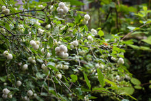 Load image into Gallery viewer, Berry-laden branches of snowberry (Symphoricarpos albus). One of 100+ species of Pacific Northwest native plants available at Sparrowhawk Native Plants, Native Plant Nursery in Portland, Oregon.