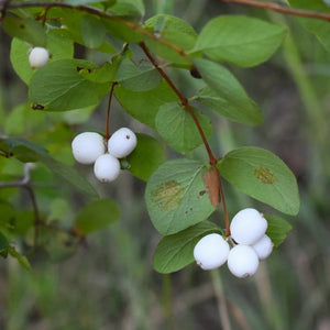 Close up of the bright white berries on snowberry (Symphoricarpos albus). One of 100+ species of Pacific Northwest native plants available at Sparrowhawk Native Plants, Native Plant Nursery in Portland, Oregon.