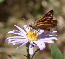 Load image into Gallery viewer, Woodland skipper butterfly sits atop a Douglas Aster flower (Symphyotrichum subspicatum / Aster subspicatum). Another stunning Pacific Northwest native plant available at Sparrowhawk Native Plants Nursery in Portland, Oregon.