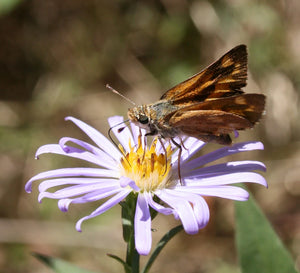 Woodland skipper butterfly sits atop a Douglas Aster flower (Symphyotrichum subspicatum / Aster subspicatum). Another stunning Pacific Northwest native plant available at Sparrowhawk Native Plants Nursery in Portland, Oregon.