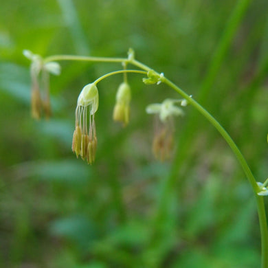 Close up of intricate Western Meadowrue flowers (Thalictrum occidentale). One of 100+ species of Pacific Northwest native plants available at Sparrowhawk Native Plants, Native Plant Nursery in Portland, Oregon.