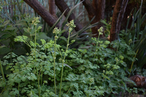 A population of Western Meadowrue (Thalictrum occidentale) in the garden. One of 100+ species of Pacific Northwest native plants available at Sparrowhawk Native Plants, Native Plant Nursery in Portland, Oregon.