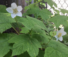 Load image into Gallery viewer, Close up of large, floppy white flowers and leaves of native thimbleberry (Rubus parviflorus). One of the 150+ species of Pacific Northwest native plants available at Sparrowhawk Native Plants in Portland, Oregon. rub, Sparrowhawk Native Plants, Portland