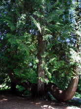 Load image into Gallery viewer, Oregon&#39;s native Western Red Cedar tree (Thuja plicata). One of 100+ species of Pacific Northwest native plants available at Sparrowhawk Native Plants, Native Plant Nursery in Portland, Oregon.
