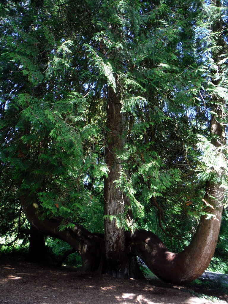 Western Red Cedar Tree Western Red Cedar Tree Essence Tree Frog Farm