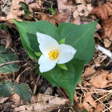 Load image into Gallery viewer, Showy white flower of Western Trillium (Trillium ovatum). One of 100+ species of Pacific Northwest native plants available at Sparrowhawk Native Plants, Native Plant Nursery in Portland, Oregon.