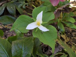 Showy white flower of Western Trillium (Trillium ovatum). One of 100+ species of Pacific Northwest native plants available at Sparrowhawk Native Plants, Native Plant Nursery in Portland, Oregon.