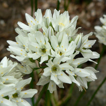 Load image into Gallery viewer, Close-up of the showy white flower of hyacinth brodiaea (Triteleia hyacinthina). One of 100+ species of Pacific Northwest native plants available at Sparrowhawk Native Plants, Native Plant Nursery in Portland, Oregon.