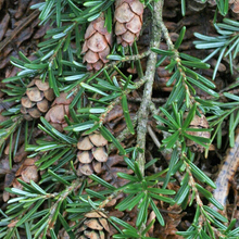Load image into Gallery viewer, Closeup of needles and cones on Western Hemlock (Tsuga heterophylla). One of the Pacific Northwest native trees available at Sparrowhawk Native Plants Nursery in Portland, Oregon.