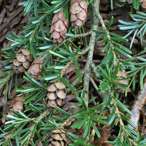 Closeup of needles and cones on Western Hemlock (Tsuga heterophylla). One of the Pacific Northwest native trees available at Sparrowhawk Native Plants Nursery in Portland, Oregon.