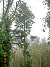 Load image into Gallery viewer, Full height of mature Western Hemlock (Tsuga heterophylla). One of the Pacific Northwest native trees available at Sparrowhawk Native Plants Nursery in Portland, Oregon.