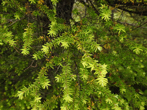 Closeup of needles on Western Hemlock (Tsuga heterophylla). One of the Pacific Northwest native trees available at Sparrowhawk Native Plants Nursery in Portland, Oregon.