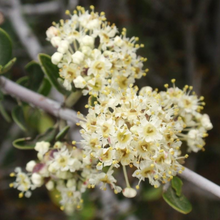 Load image into Gallery viewer, Close-up of Buckbrush flower (Ceanothus cuneatus). Another stunning Pacific Northwest native shrub available at Sparrowhawk Native Plants Nursery in Portland, Oregon.