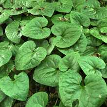 Load image into Gallery viewer, Heart shaped leaves of wild ginger (Asarum caudatum). One of 100+ species of Pacific Northwest native plants available at Sparrowhawk Native Plants, Native Plant Nursery in Portland, Oregon.