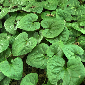 Heart shaped leaves of wild ginger (Asarum caudatum). One of 100+ species of Pacific Northwest native plants available at Sparrowhawk Native Plants, Native Plant Nursery in Portland, Oregon.