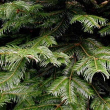 Load image into Gallery viewer, Abies grandis, Grand Fir, Pacific Northwest Native Plants, Oregon, Sparrowhawk Native Plants