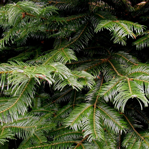 Abies grandis, Grand Fir, Pacific Northwest Native Plants, Oregon, Sparrowhawk Native Plants