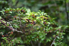 Load image into Gallery viewer, Clusters of sweet, mature black berries engulf the branch tips of evergreen huckleberry (Vaccinium ovatum). One of the 100+ species of Pacific Northwest native plants available at Sparrowhawk Native Plants, Native Plant Nursery in Portland, Oregon.