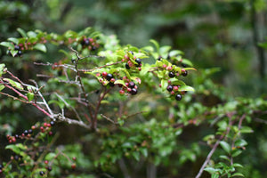 Clusters of sweet, mature black berries engulf the branch tips of evergreen huckleberry (Vaccinium ovatum). One of the 100+ species of Pacific Northwest native plants available at Sparrowhawk Native Plants, Native Plant Nursery in Portland, Oregon.