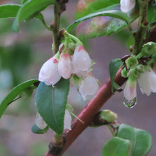 Load image into Gallery viewer, Close-up image showing water dripping from the delicate white flowers of evergreen huckleberry (Vaccinium ovatum). One of the 100+ species of Pacific Northwest native plants available at Sparrowhawk Native Plants, Native Plant Nursery in Portland, Oregon.
