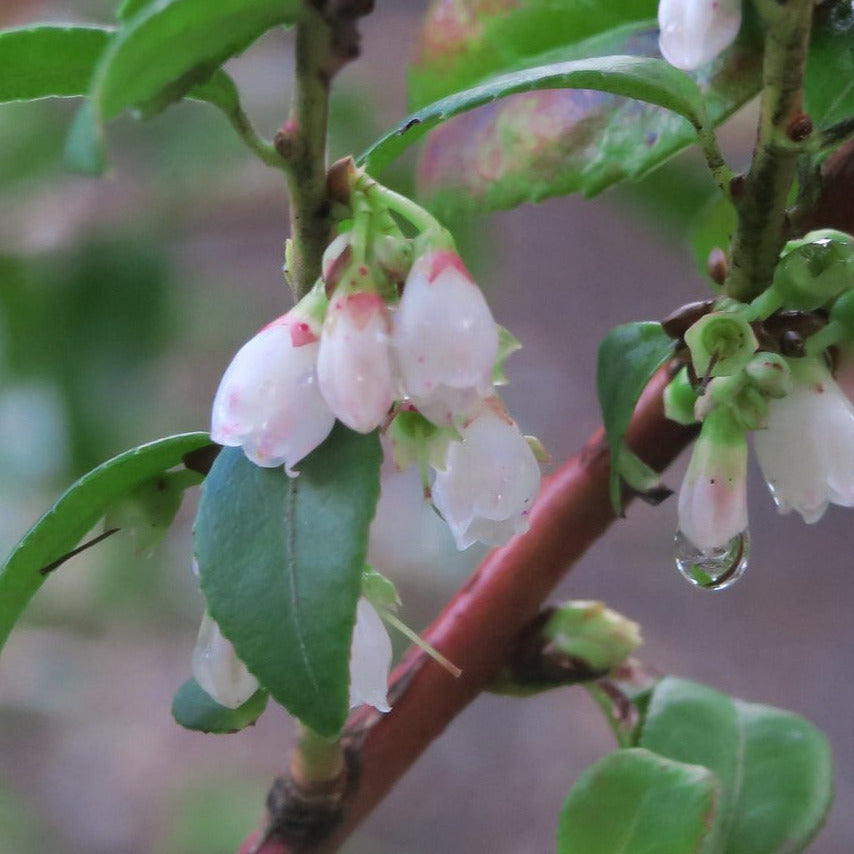 Close-up image showing water dripping from the delicate white flowers of evergreen huckleberry (Vaccinium ovatum). One of the 100+ species of Pacific Northwest native plants available at Sparrowhawk Native Plants, Native Plant Nursery in Portland, Oregon.