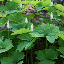 Load image into Gallery viewer, Bright green spring leaves and white blooms of a population of vanilla leaf (Achlys triphylla). One of 100+ species of Pacific Northwest native plants available at Sparrowhawk Native Plants, Native Plant Nursery in Portland, Oregon.
