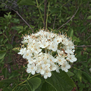 Viburnum ellipticum, Oval-leaved Viburnum, Pacific Northwest Native Plants, Oregon Native Plant, Sparrowhawk Native Plants, Portland