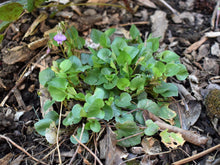 Load image into Gallery viewer, Growth habit of early blue violet plant (Viola adunca). Another stunning Pacific Northwest native plant available at Sparrowhawk Native Plants Nursery in Portland, Oregon.