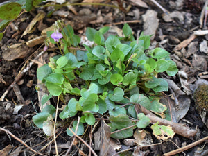 Growth habit of early blue violet plant (Viola adunca). Another stunning Pacific Northwest native plant available at Sparrowhawk Native Plants Nursery in Portland, Oregon.