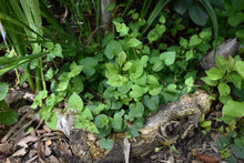 Load image into Gallery viewer, Early blue violet plant (Viola adunca) in the habitat garden. Another stunning Pacific Northwest native plant available at Sparrowhawk Native Plants Nursery in Portland, Oregon.