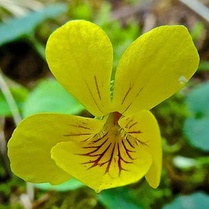 Yellow flower of Streambank Violet (Viola glabella). One of 100+ species of Pacific Northwest native plants available at Sparrowhawk Native Plants, Native Plant Nursery in Portland, Oregon. 