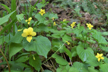 Load image into Gallery viewer, Yellow flowers and green foliage of Streambank Violet (Viola glabella). One of 100+ species of Pacific Northwest native plants available at Sparrowhawk Native Plants, Native Plant Nursery in Portland, Oregon.