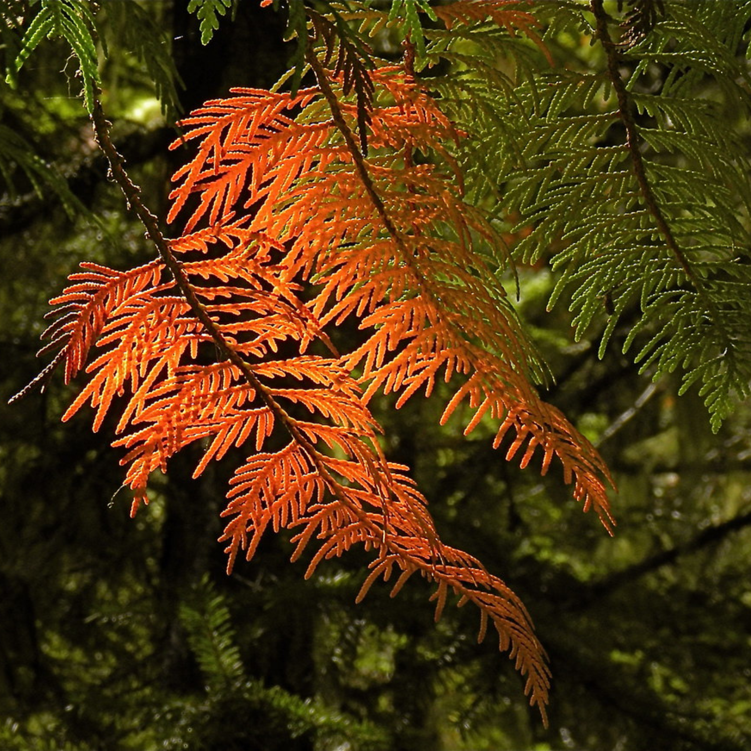 Cedar Rees Cedar Tree Branch