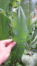 Load image into Gallery viewer, Long leaf of Narrowleafed Mule’s Ear (Wyethia angustifolia). One of 100+ species of Pacific Northwest native plants available at Sparrowhawk Native Plants, Native Plant Nursery in Portland, Oregon.