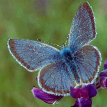 Fender's blue butterfly on lupine by USFWS Headquarters