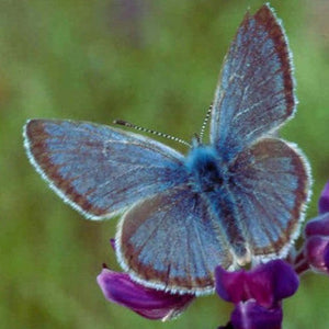 Fender's blue butterfly on lupine by USFWS Headquarters